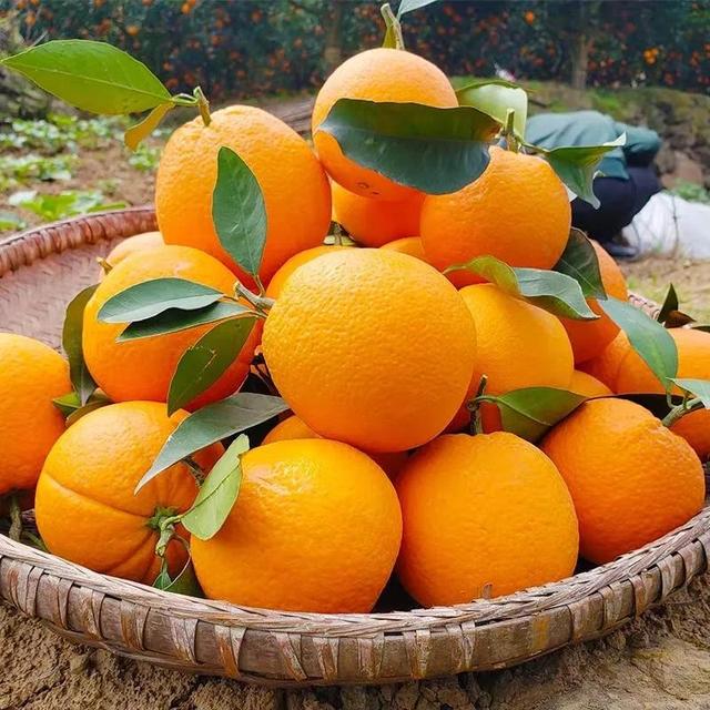 橙子什么季节成熟上市的（橙子几月份成熟上市）
